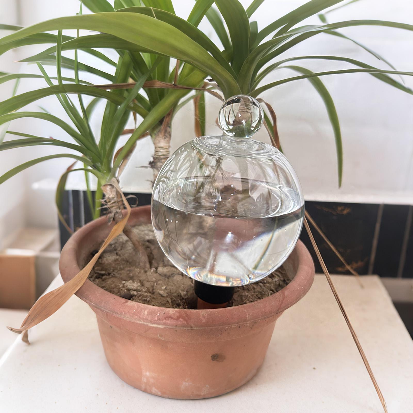 植物散水用ボール 4個入り 500ml 透明自動給水グローブ - Self Watering Planter のレビューと価格