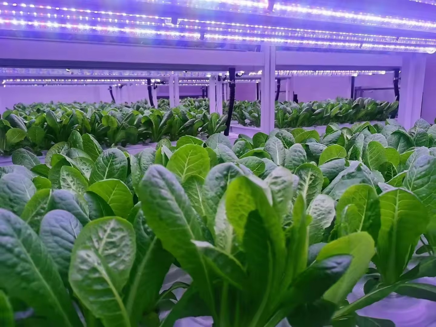 温室農業機器、きのこ、野菜、果物の栽培、垂直農場、水耕栽培タ - Hydroponic Tower のレビューと価格