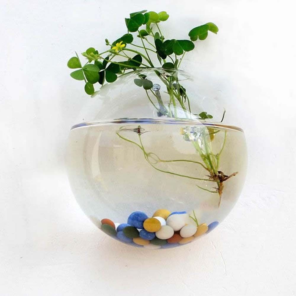 透明なガラスの花瓶、壁の吊り下げ、ハイドロポニックテラリウム - Hydroponic Grow Pod のレビューと価格
