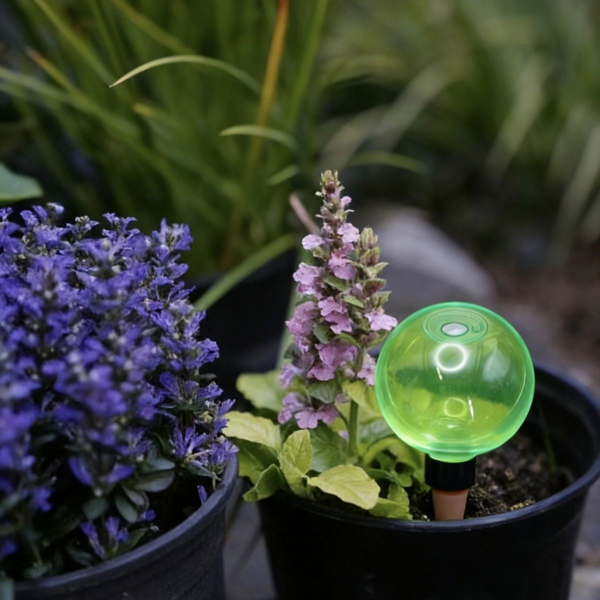 3個入り大型植物自動給水グローブ、プラスチック製水球、自動給 - Self Watering Planter のレビューと価格