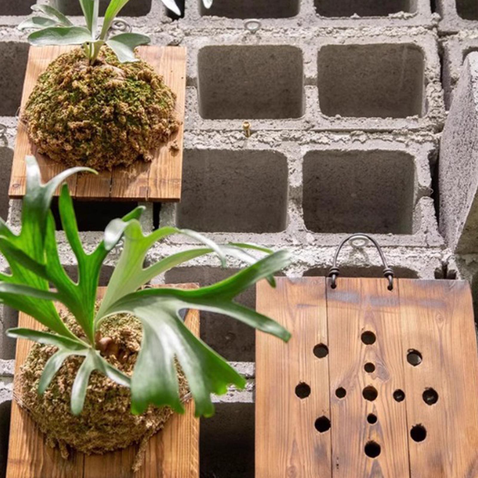 スタッグホーンファーン壁掛けボード木製プランターキット（金具 - Indoor Garden Kit のレビューと価格